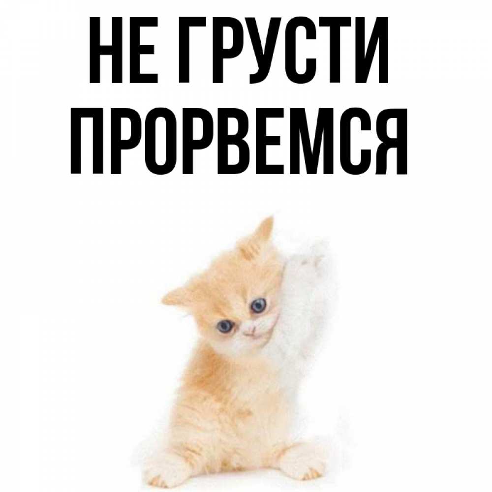Открытка на каждый день с именем, Прорвемся Не грусти просящий кот Прикольная открытка с пожеланием онлайн скачать бесплатно 