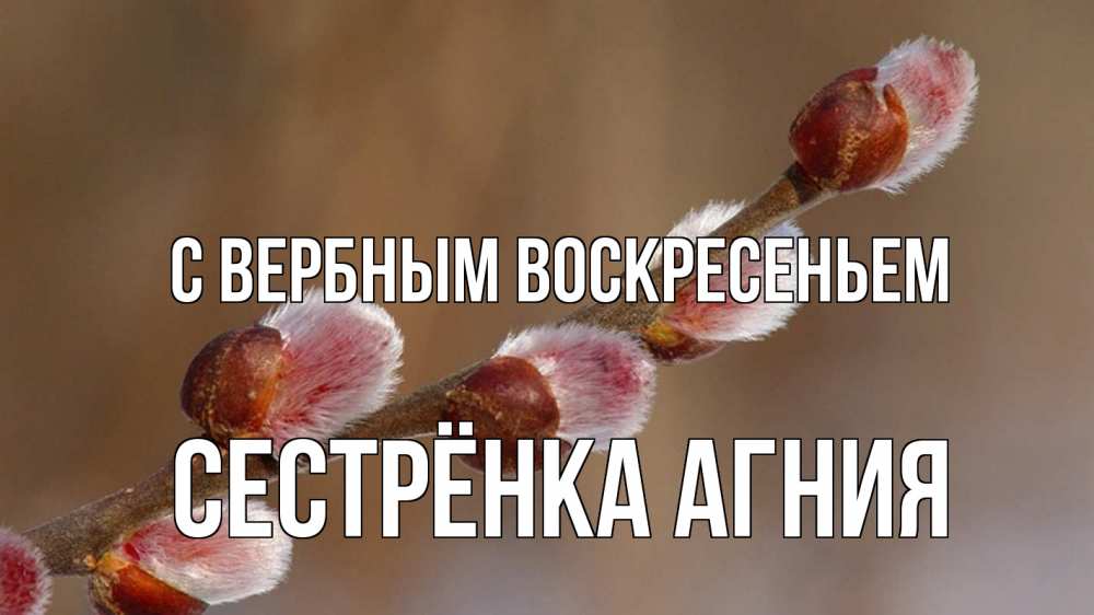 Открытка на каждый день с именем, Сестрёнка-Агния С вербным воскресеньем верба Прикольная открытка с пожеланием онлайн скачать бесплатно 