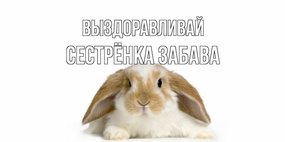 Открытка на каждый день с именем, Сестрёнка-Забава Выздоравливай вислоухий кролик белого и коричневого цвета Прикольная открытка с пожеланием онлайн скачать бесплатно 