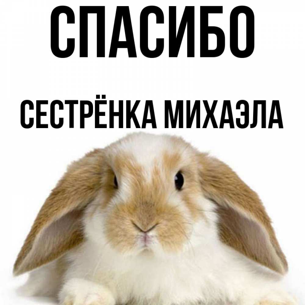 Открытка на каждый день с именем, Сестрёнка-Михаэла Спасибо коричнево белый заяц Прикольная открытка с пожеланием онлайн скачать бесплатно 