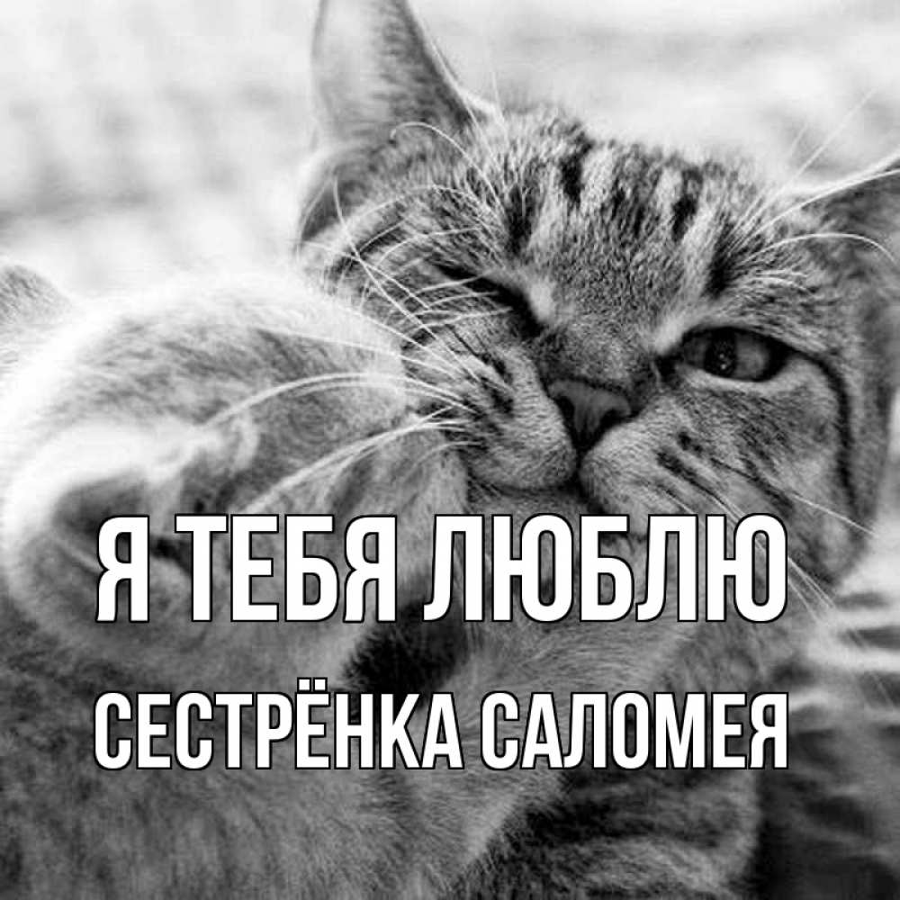Открытка на каждый день с именем, Сестрёнка-Саломея Я тебя люблю коты Прикольная открытка с пожеланием онлайн скачать бесплатно 