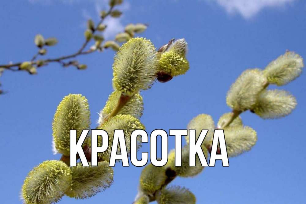 Открытка на каждый день с именем, красотка Главная верба Прикольная открытка с пожеланием онлайн скачать бесплатно 