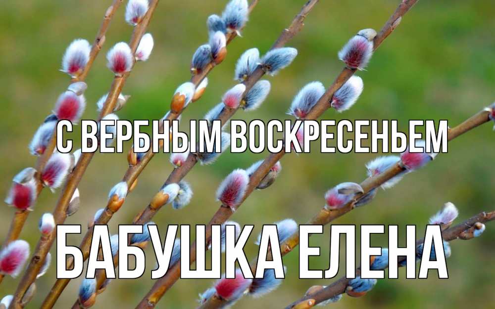 Открытка на каждый день с именем, Бабушка-Елена С вербным воскресеньем верба Прикольная открытка с пожеланием онлайн скачать бесплатно 