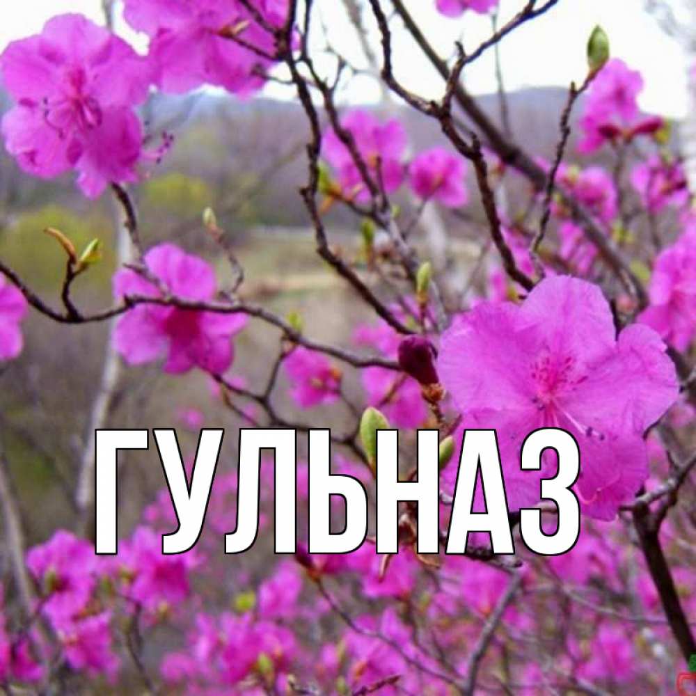 Открытка на каждый день с именем, Гульназ Главная международный женский день Прикольная открытка с пожеланием онлайн скачать бесплатно 