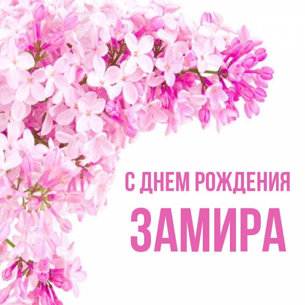 Открытка на каждый день с именем, ЗАМИРА С днем рождения Сирень на белом фоне Прикольная открытка с пожеланием онлайн скачать бесплатно 