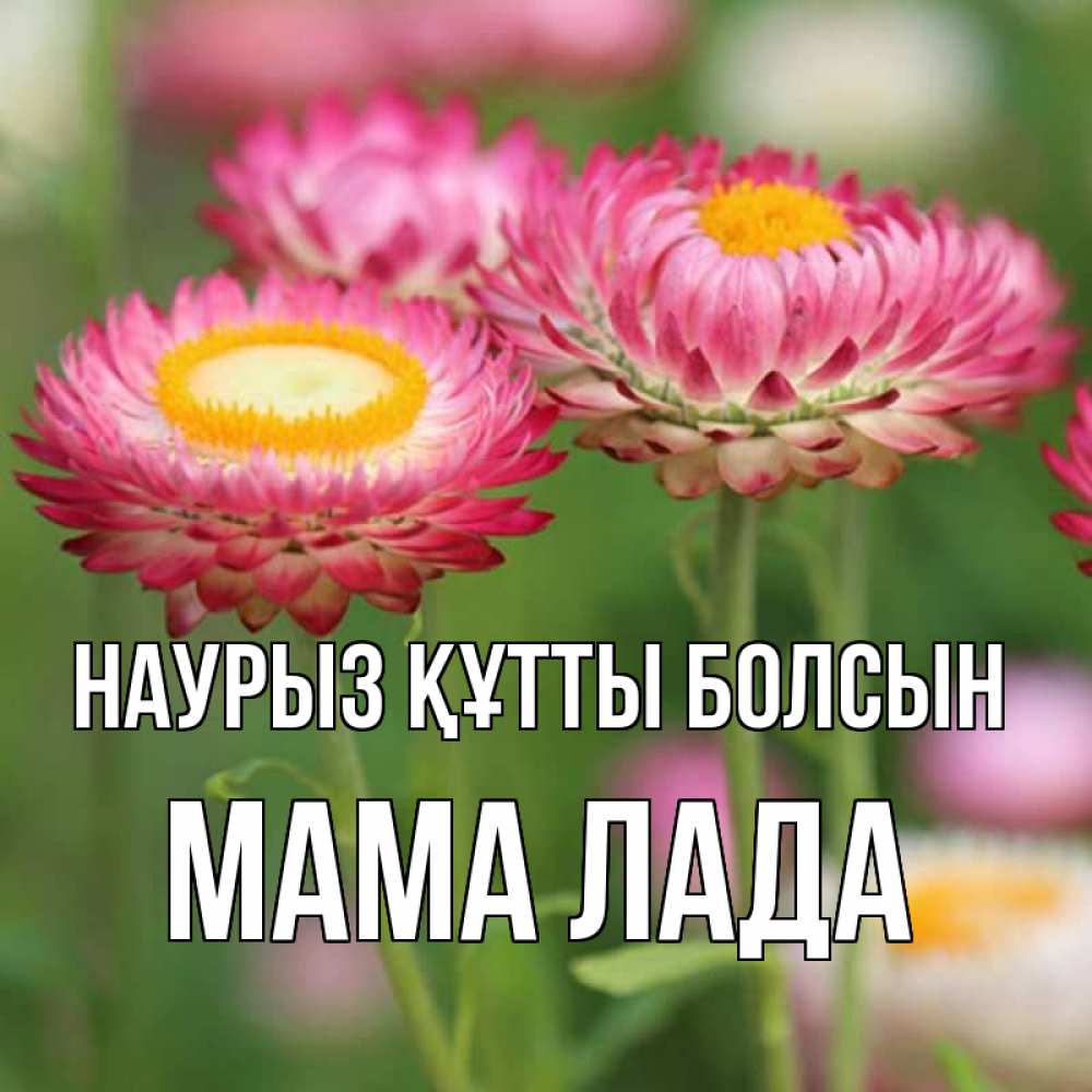 Открытка на каждый день с именем, Мама-Лада Наурыз құтты болсын подарок на международный женский день Прикольная открытка с пожеланием онлайн скачать бесплатно 