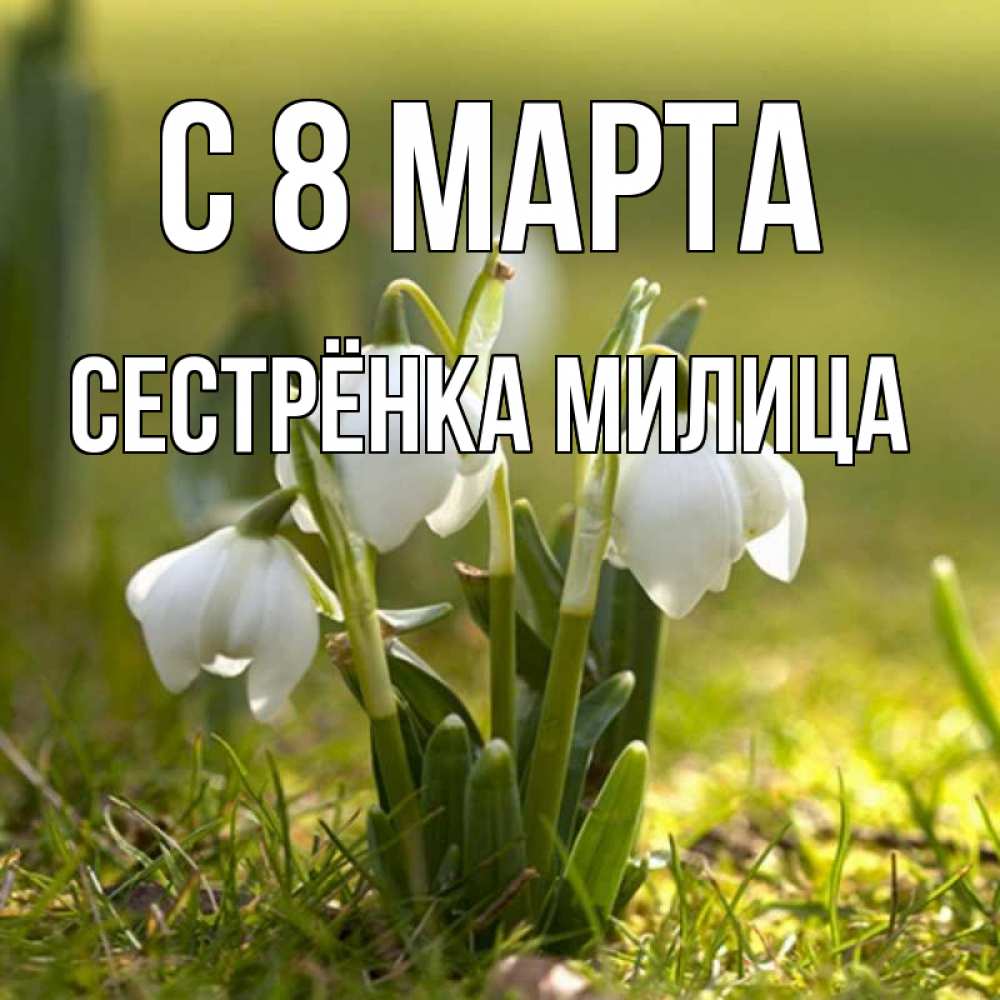 Открытка на каждый день с именем, Сестрёнка-Милица С 8 марта ранние цветы 2 Прикольная открытка с пожеланием онлайн скачать бесплатно 