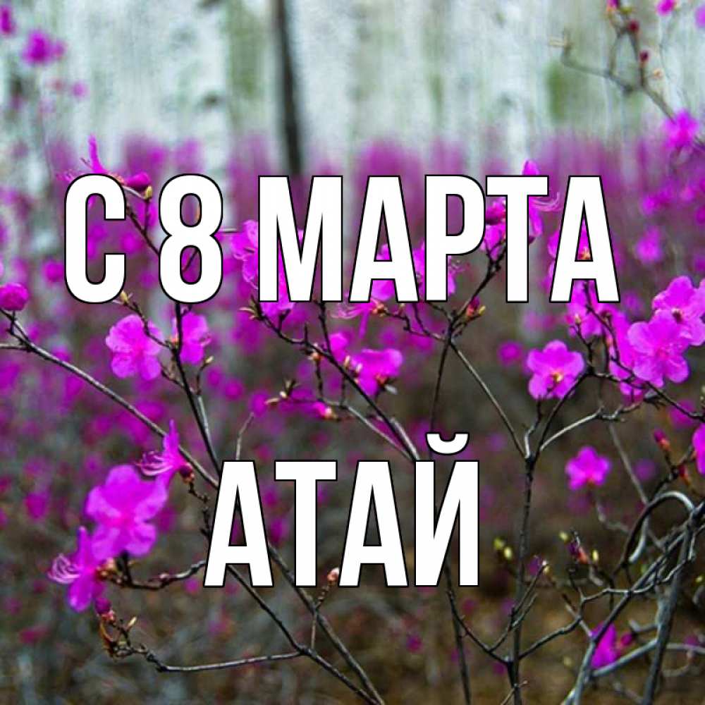Открытка на каждый день с именем, Атай С 8 марта дикие цветы Прикольная открытка с пожеланием онлайн скачать бесплатно 