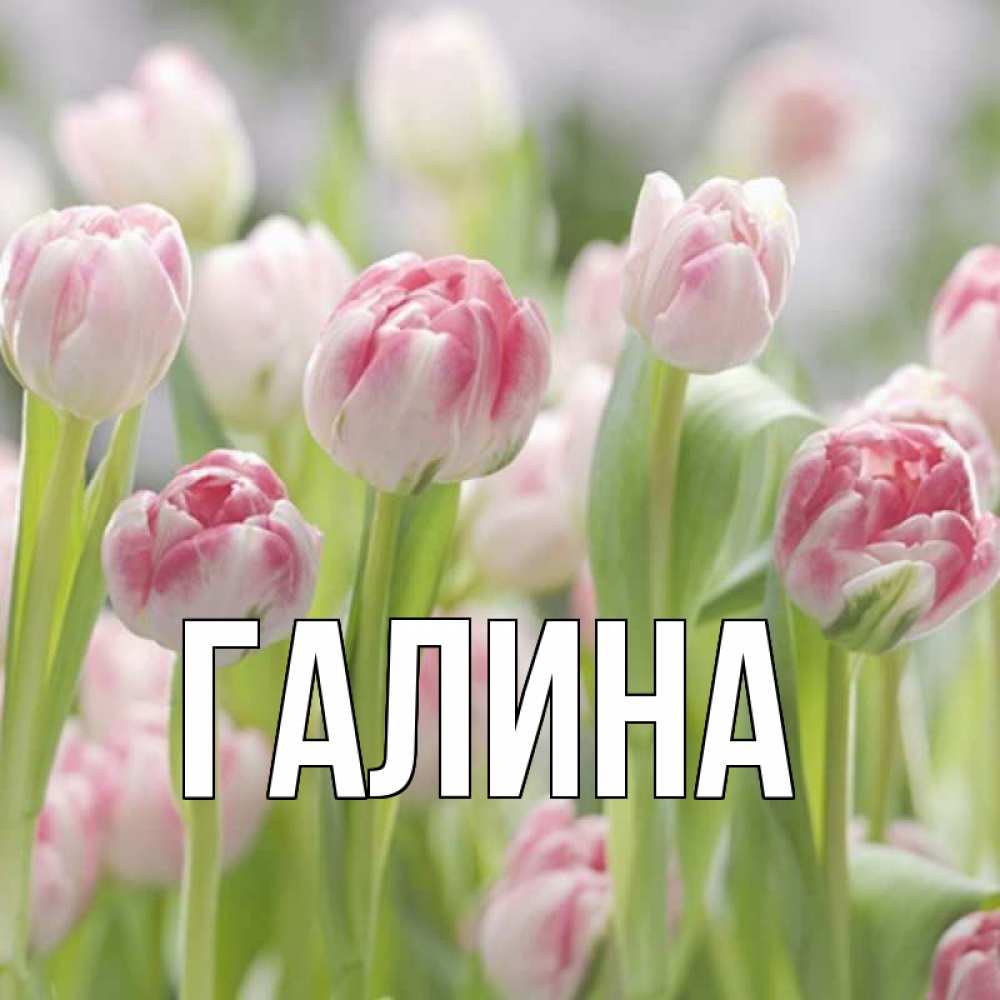 Открытка на каждый день с именем, Галина Главная цветы Прикольная открытка с пожеланием онлайн скачать бесплатно 
