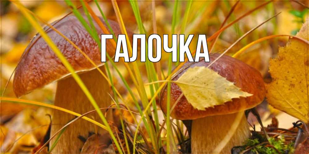 Открытка на каждый день с именем, Галочка Главная осенние грибы Прикольная открытка с пожеланием онлайн скачать бесплатно 