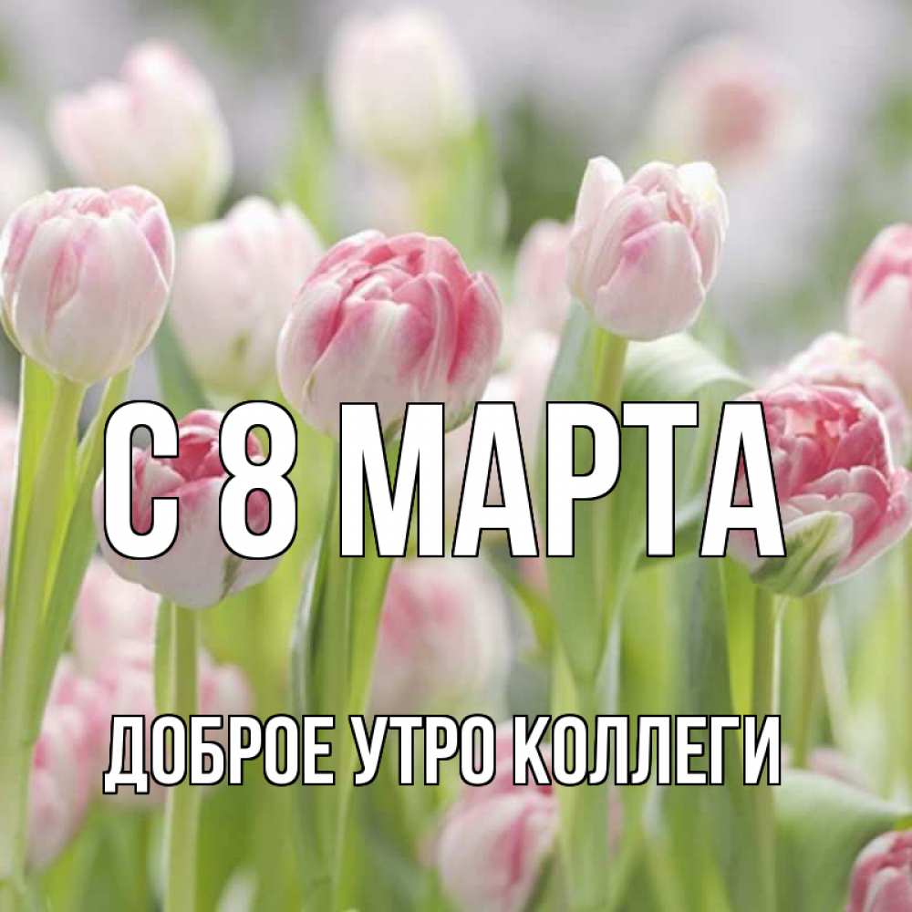 Открытка на каждый день с именем, Доброе-утро-Коллеги С 8 марта цветы Прикольная открытка с пожеланием онлайн скачать бесплатно 