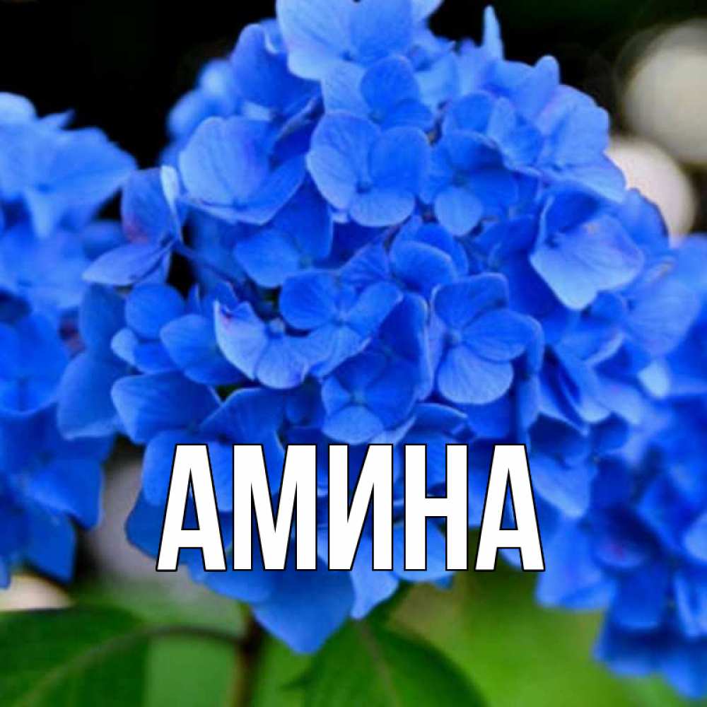 Открытка на каждый день с именем, Амина Главная синие цветы Прикольная открытка с пожеланием онлайн скачать бесплатно 