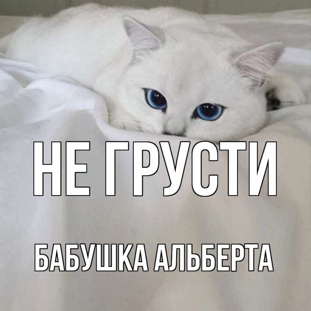 Открытка на каждый день с именем, Бабушка-Альберта Не грусти белый кот с голубыми глазами на белоснежной кровати Прикольная открытка с пожеланием онлайн скачать бесплатно 