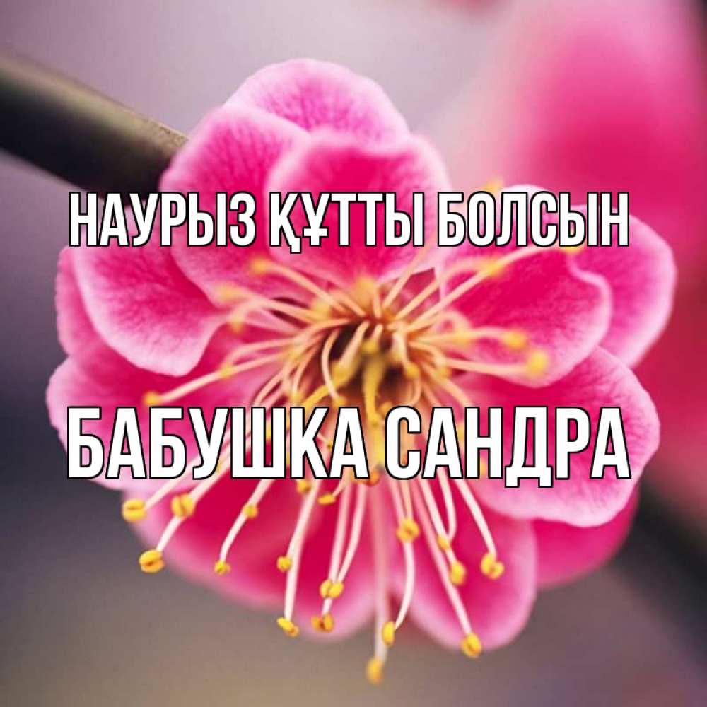 Открытка на каждый день с именем, Бабушка-Сандра Наурыз құтты болсын цветы Прикольная открытка с пожеланием онлайн скачать бесплатно 