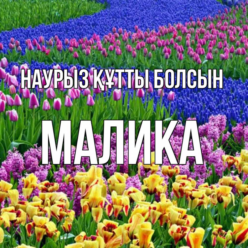 Открытка на каждый день с именем, Малика Наурыз құтты болсын цветы Прикольная открытка с пожеланием онлайн скачать бесплатно 