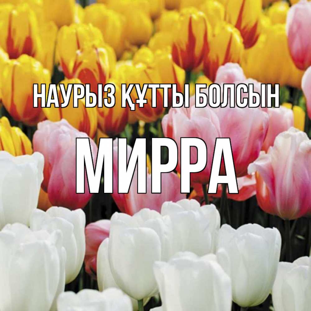 Открытка на каждый день с именем, Мирра Наурыз құтты болсын разноцветные цветы Прикольная открытка с пожеланием онлайн скачать бесплатно 