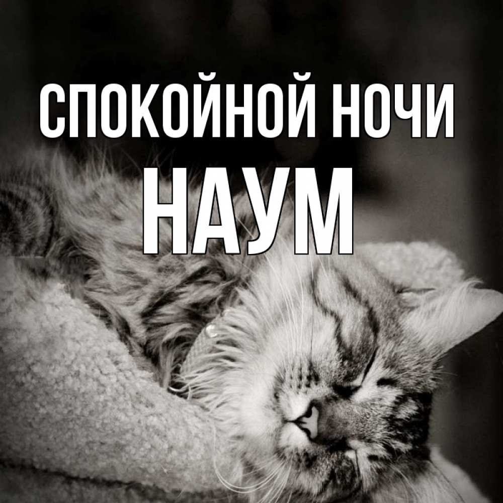 Открытка на каждый день с именем, Наум Спокойной ночи котярик пушистый Прикольная открытка с пожеланием онлайн скачать бесплатно 