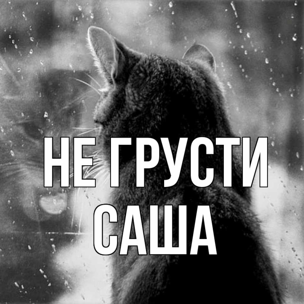Открытка на каждый день с именем, Саша Не грусти отражение кота 1 Прикольная открытка с пожеланием онлайн скачать бесплатно 