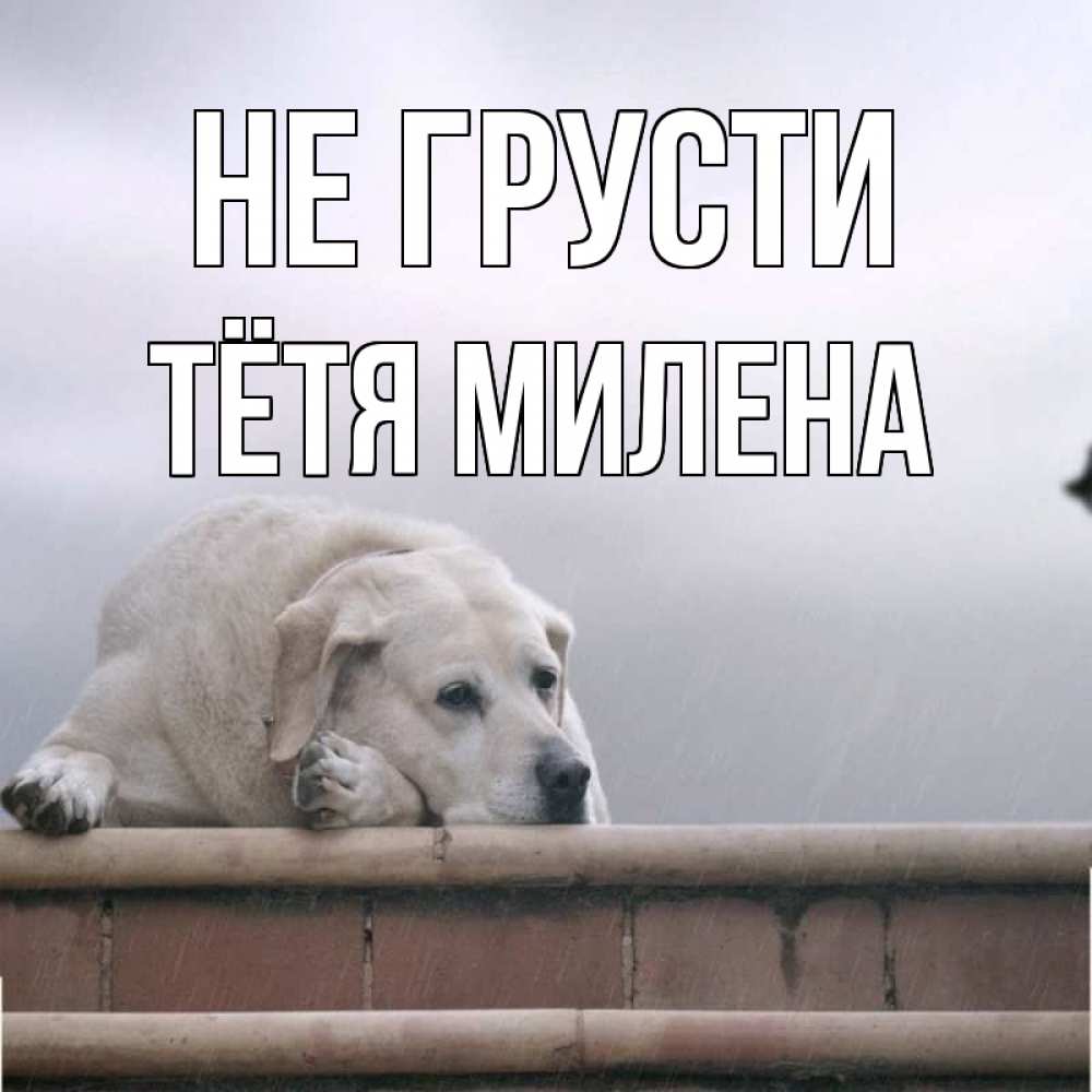 Открытка на каждый день с именем, Тётя-Милена Не грусти белый пес 1 Прикольная открытка с пожеланием онлайн скачать бесплатно 