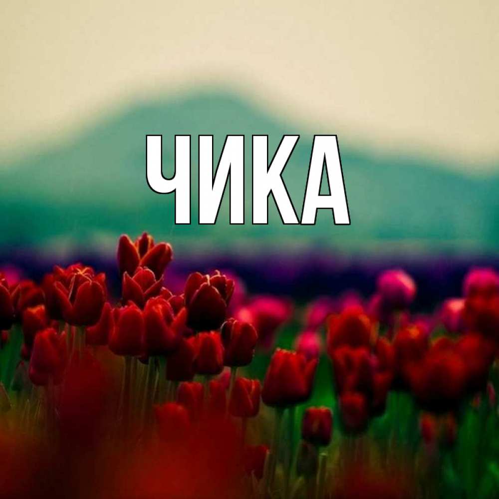 Открытка на каждый день с именем, Чика Главная тюльпаны 4 Прикольная открытка с пожеланием онлайн скачать бесплатно 