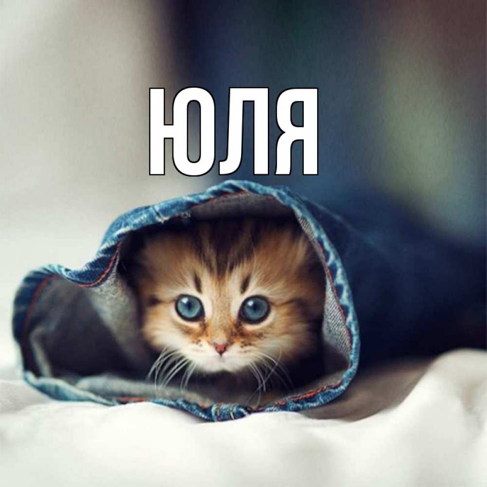 Открытка на каждый день с именем, Юля Главная рыжик котик Прикольная открытка с пожеланием онлайн скачать бесплатно 