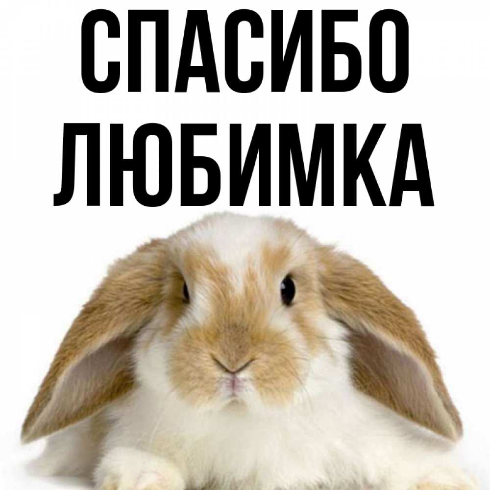Спасибо любимка картинки