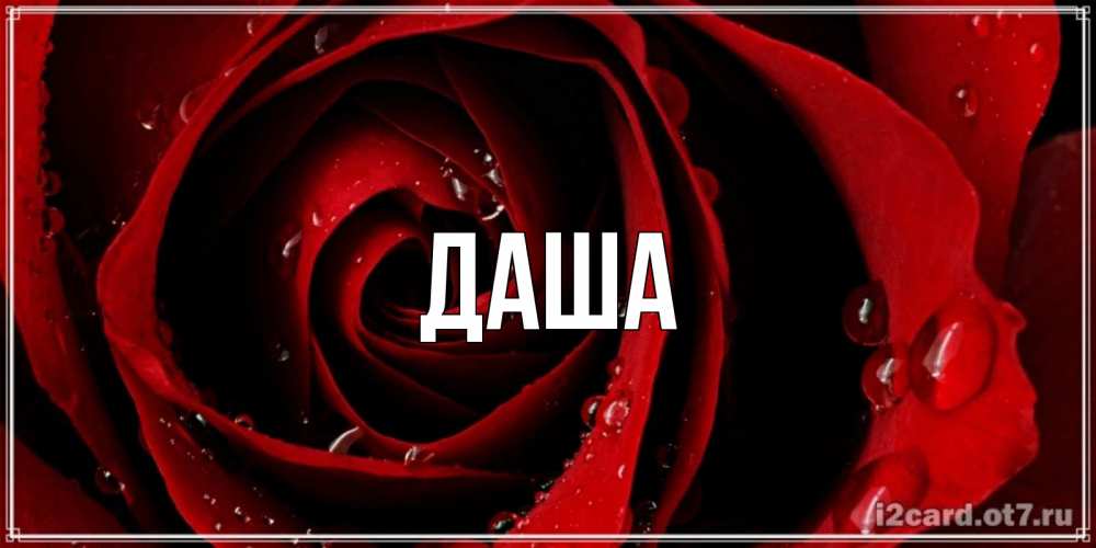Открытка на каждый день с именем, Даша Главная крупная бордовая роза Прикольная открытка с пожеланием онлайн скачать бесплатно 