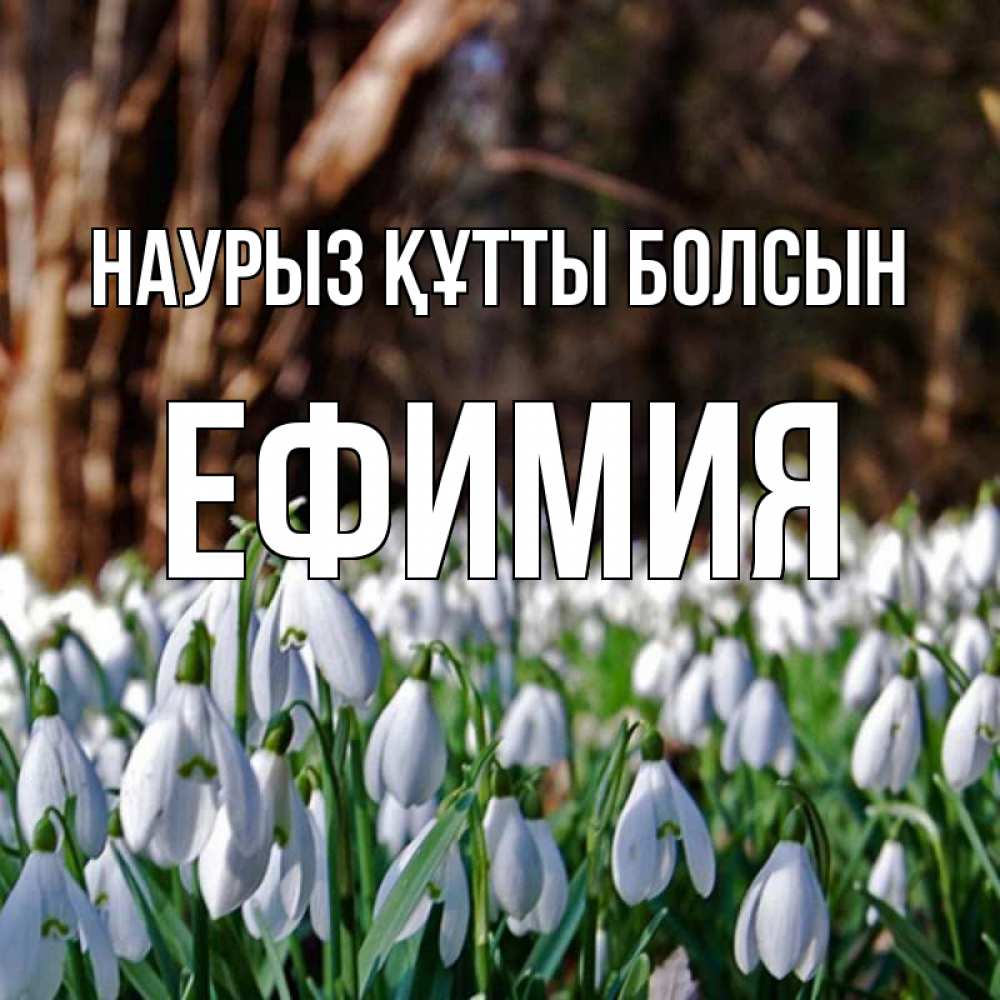 Открытка на каждый день с именем, Ефимия Наурыз құтты болсын с подснежниками 1 Прикольная открытка с пожеланием онлайн скачать бесплатно 