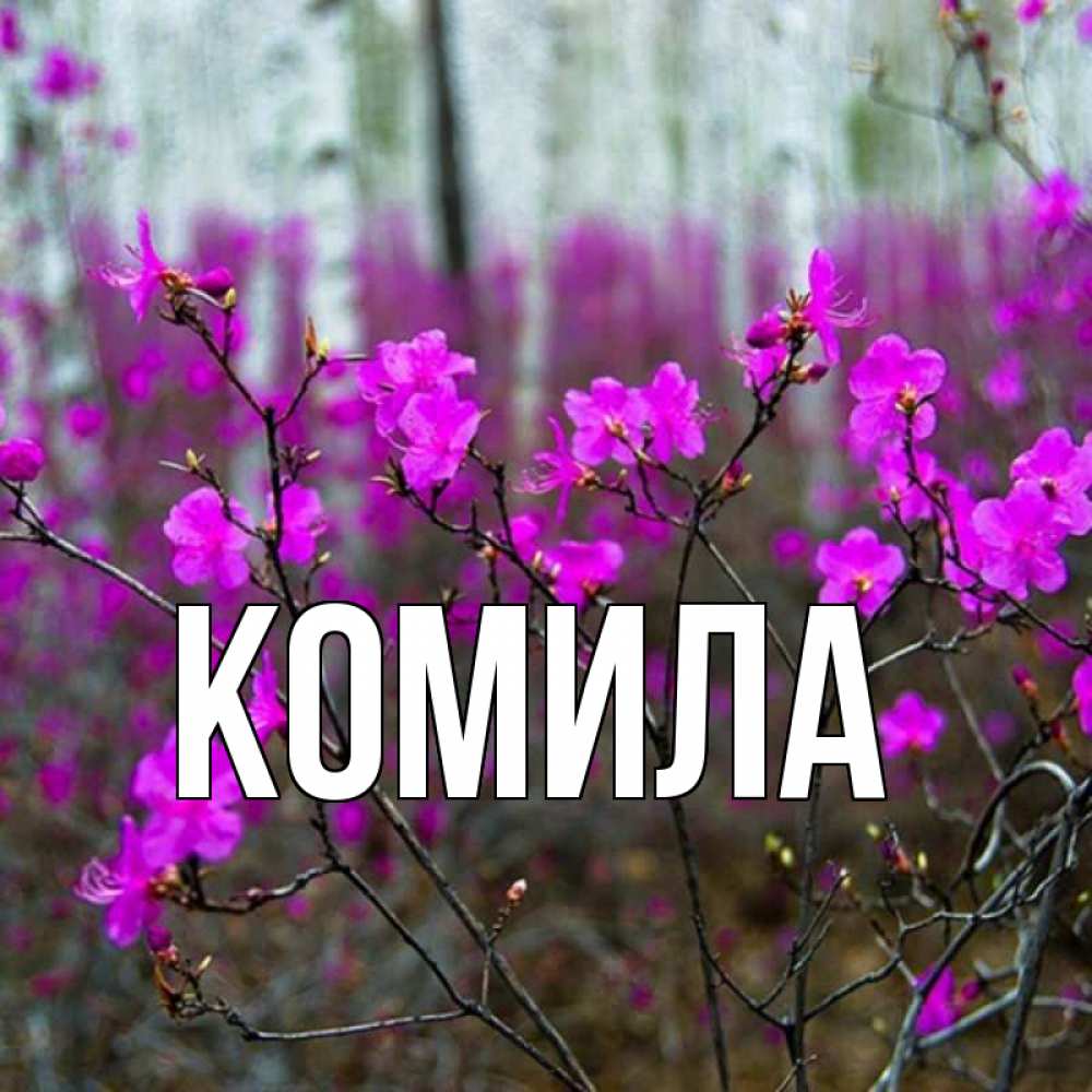 Открытка на каждый день с именем, Комила Главная дикие цветы Прикольная открытка с пожеланием онлайн скачать бесплатно 