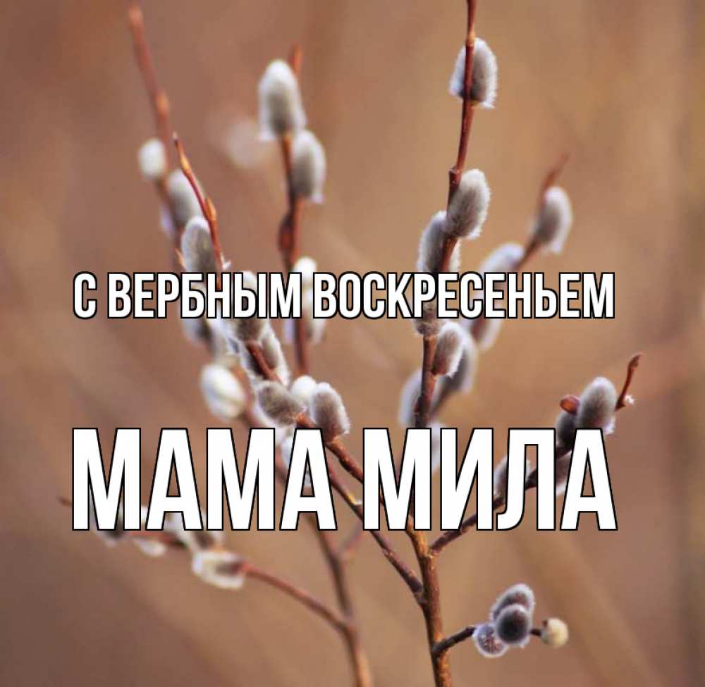 Открытка на каждый день с именем, Мама-Мила С вербным воскресеньем верба Прикольная открытка с пожеланием онлайн скачать бесплатно 
