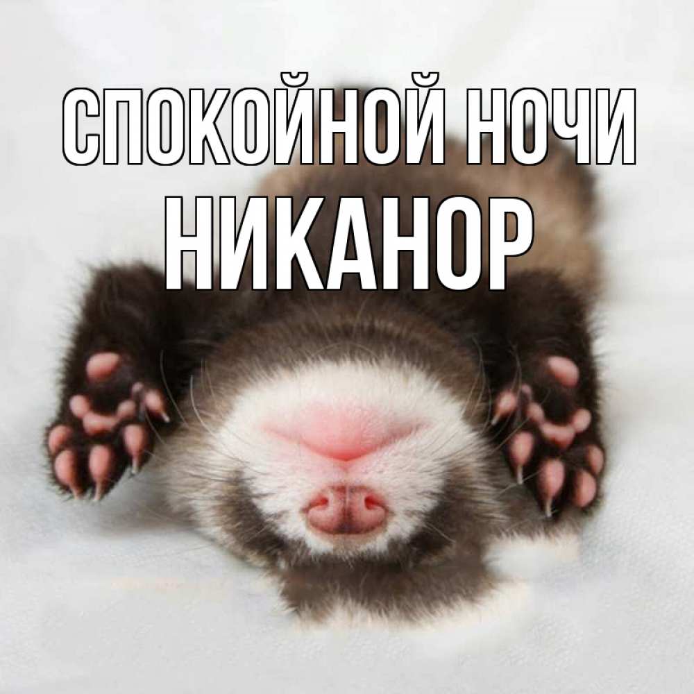 Открытка на каждый день с именем, Никанор Спокойной ночи зверек Прикольная открытка с пожеланием онлайн скачать бесплатно 