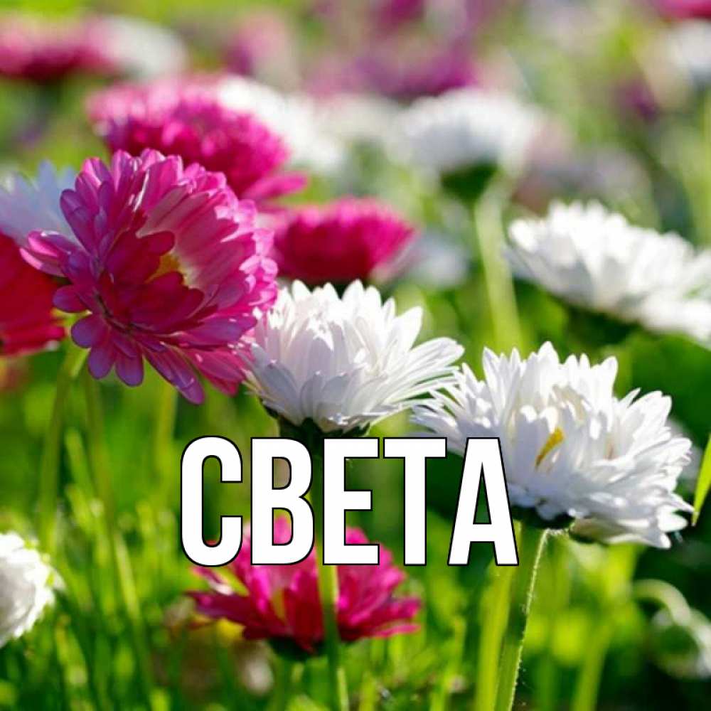 Открытка на каждый день с именем, Света Главная международный женский день 1 Прикольная открытка с пожеланием онлайн скачать бесплатно 