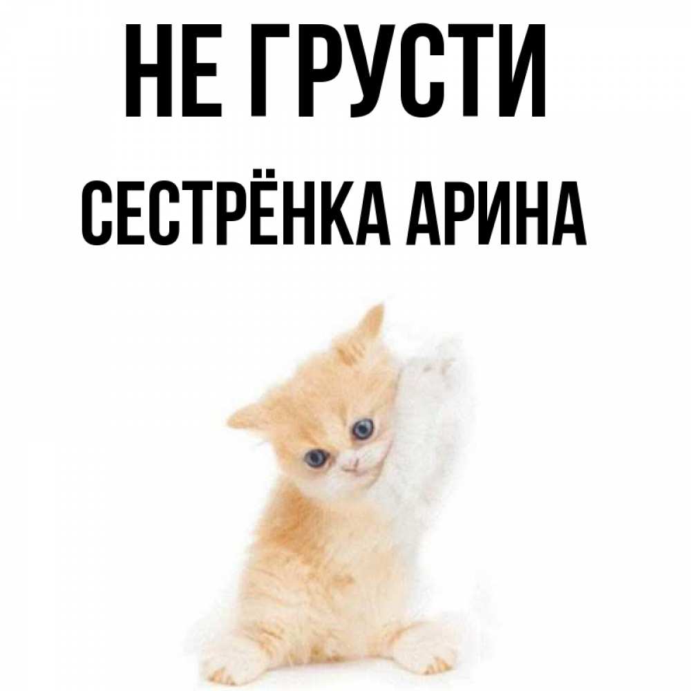 Открытка на каждый день с именем, Сестрёнка-Арина Не грусти просящий кот Прикольная открытка с пожеланием онлайн скачать бесплатно 