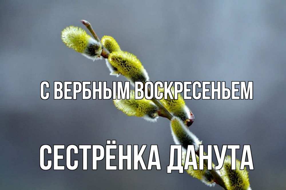 Открытка на каждый день с именем, Сестрёнка-Данута С вербным воскресеньем верба Прикольная открытка с пожеланием онлайн скачать бесплатно 