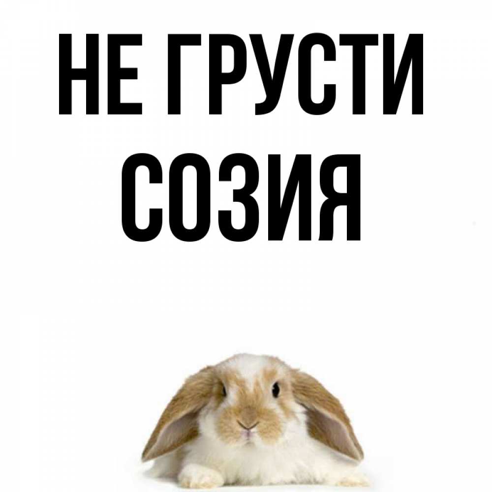 Открытка на каждый день с именем, Созия Не грусти коричнево белый заяц с большими ушками Прикольная открытка с пожеланием онлайн скачать бесплатно 