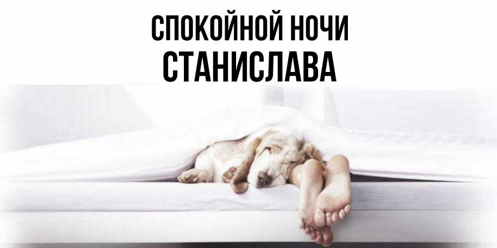 Открытка на каждый день с именем, Станислава Спокойной ночи кровать с собакой пожелание сладких снов и спокойной ночи Прикольная открытка с пожеланием онлайн скачать бесплатно 