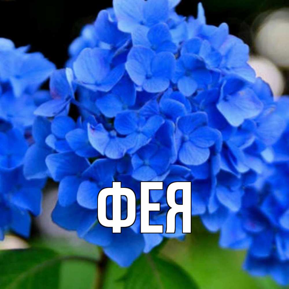 Открытка на каждый день с именем, Фея Главная синие цветы Прикольная открытка с пожеланием онлайн скачать бесплатно 