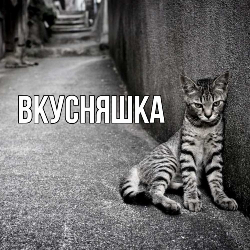 Открытка на каждый день с именем, Вкусняшка Главная скучающий котик Прикольная открытка с пожеланием онлайн скачать бесплатно 