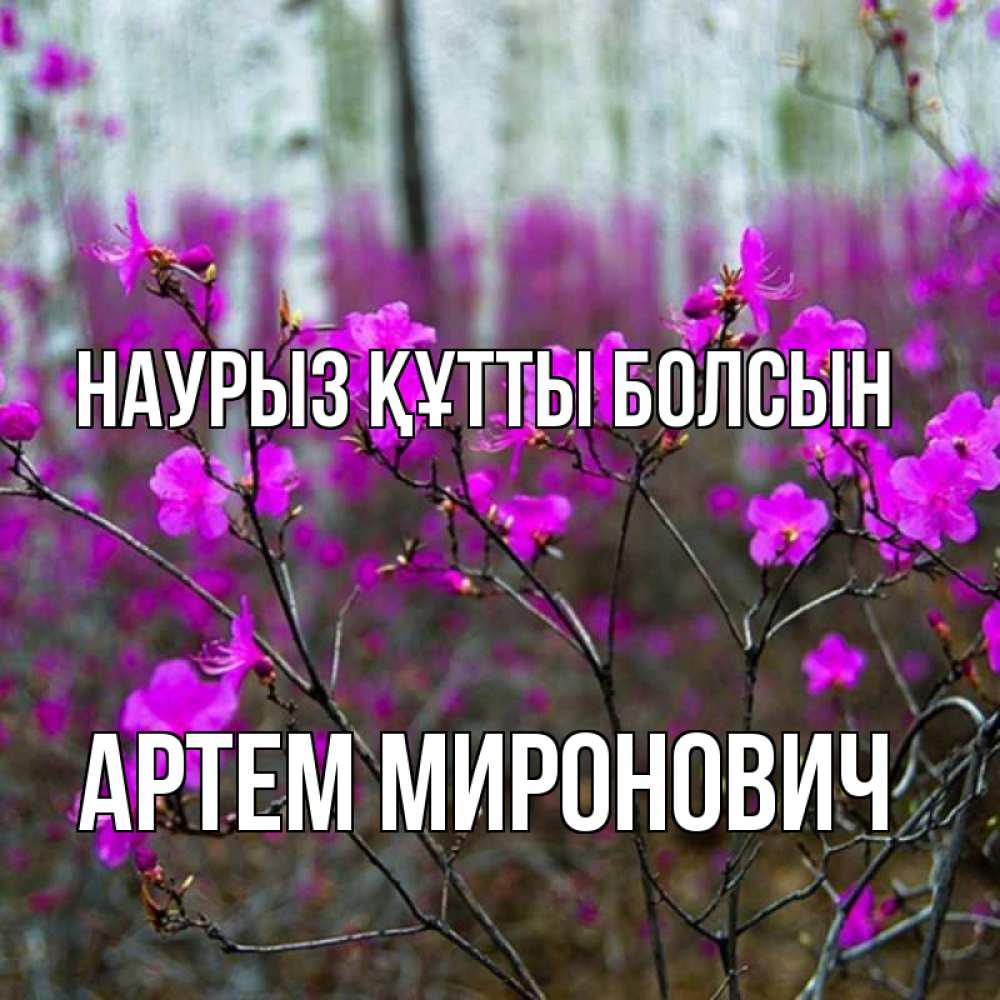 Открытка на каждый день с именем, Артем-Миронович Наурыз құтты болсын дикие цветы Прикольная открытка с пожеланием онлайн скачать бесплатно 