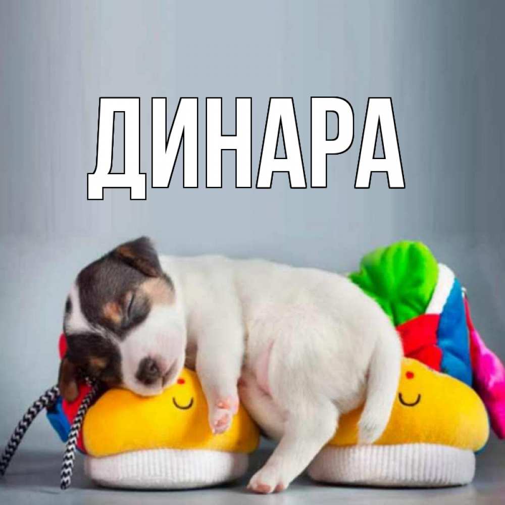 Открытка на каждый день с именем, Динара Главная собачка Прикольная открытка с пожеланием онлайн скачать бесплатно 