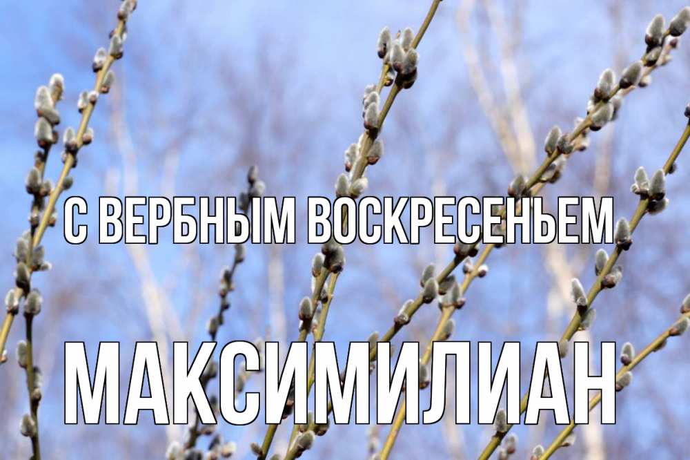 Открытка на каждый день с именем, Максимилиан С вербным воскресеньем верба Прикольная открытка с пожеланием онлайн скачать бесплатно 