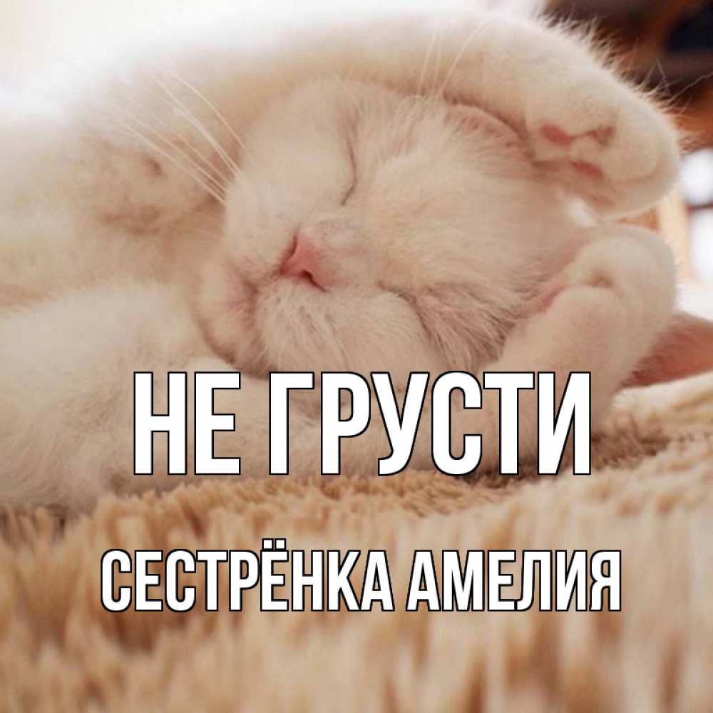 Открытка на каждый день с именем, Сестрёнка-Амелия Не грусти белый кот Прикольная открытка с пожеланием онлайн скачать бесплатно 
