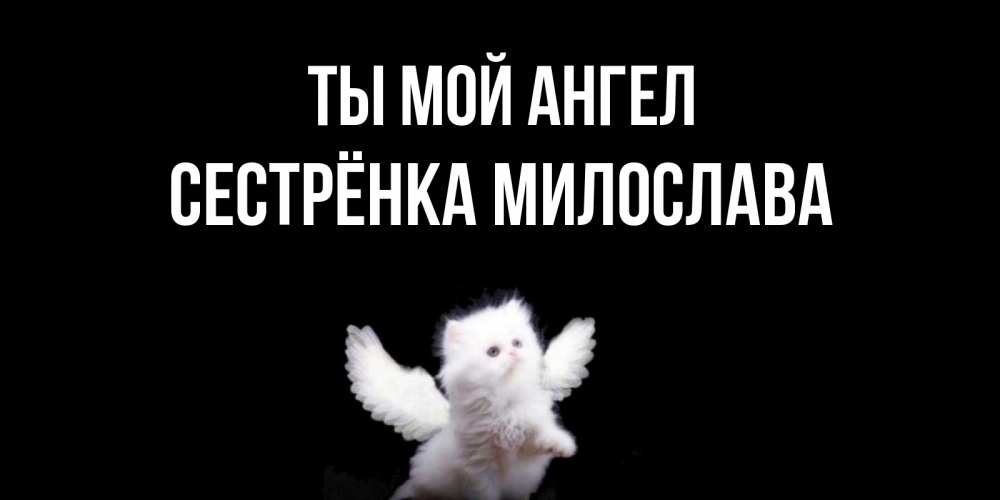 Открытка на каждый день с именем, Сестрёнка-Милослава Ты мой ангел Кот ангел Прикольная открытка с пожеланием онлайн скачать бесплатно 