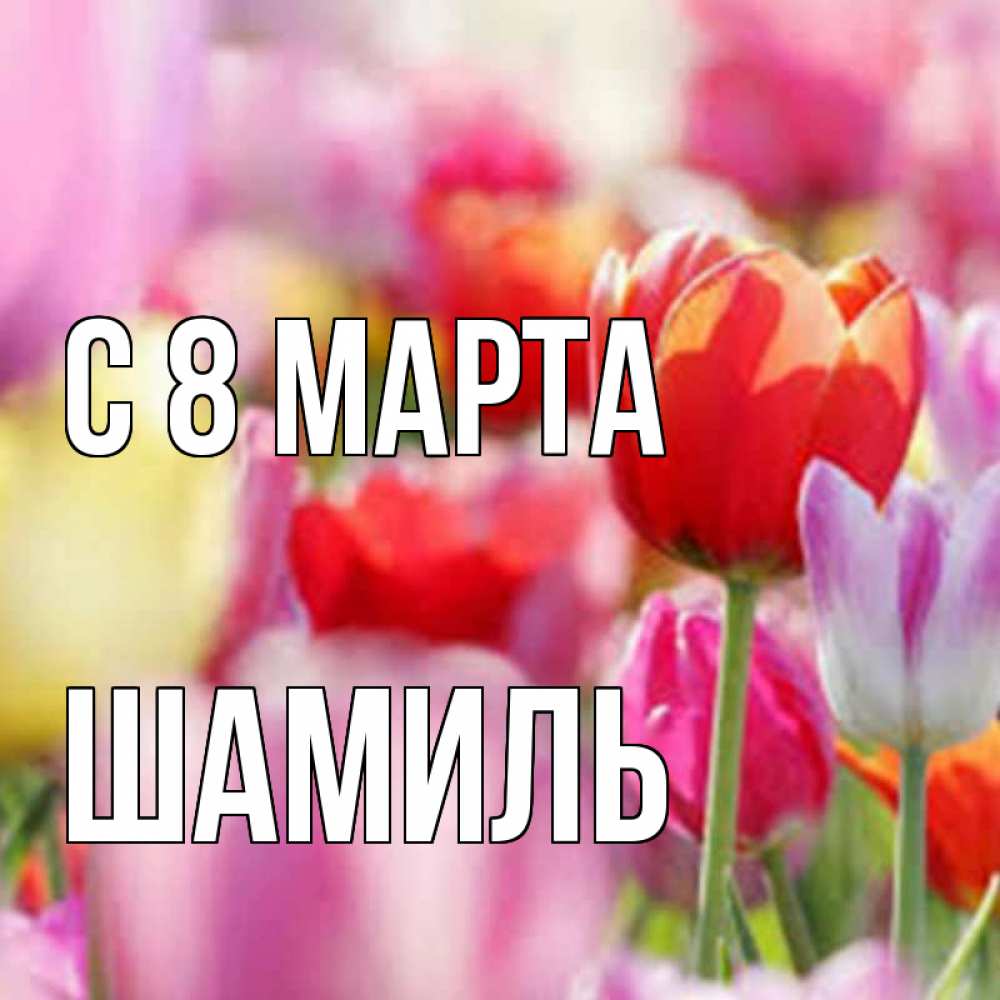 Открытка на каждый день с именем, Шамиль С 8 МАРТА на международный женский день 2 Прикольная открытка с пожеланием онлайн скачать бесплатно 