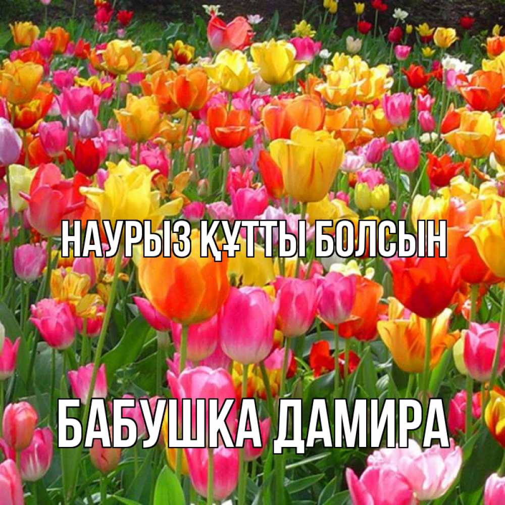 Открытка на каждый день с именем, Бабушка-Дамира Наурыз құтты болсын на наурыз  ура ура Прикольная открытка с пожеланием онлайн скачать бесплатно 