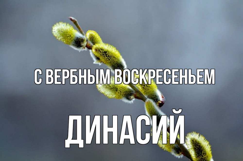 Открытка на каждый день с именем, Динасий С вербным воскресеньем верба Прикольная открытка с пожеланием онлайн скачать бесплатно 