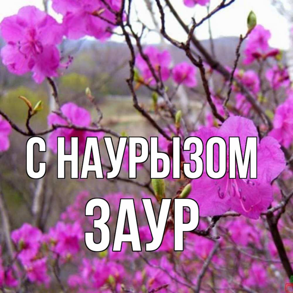Открытка на каждый день с именем, Заур С наурызом праздник весны наурыз Прикольная открытка с пожеланием онлайн скачать бесплатно 