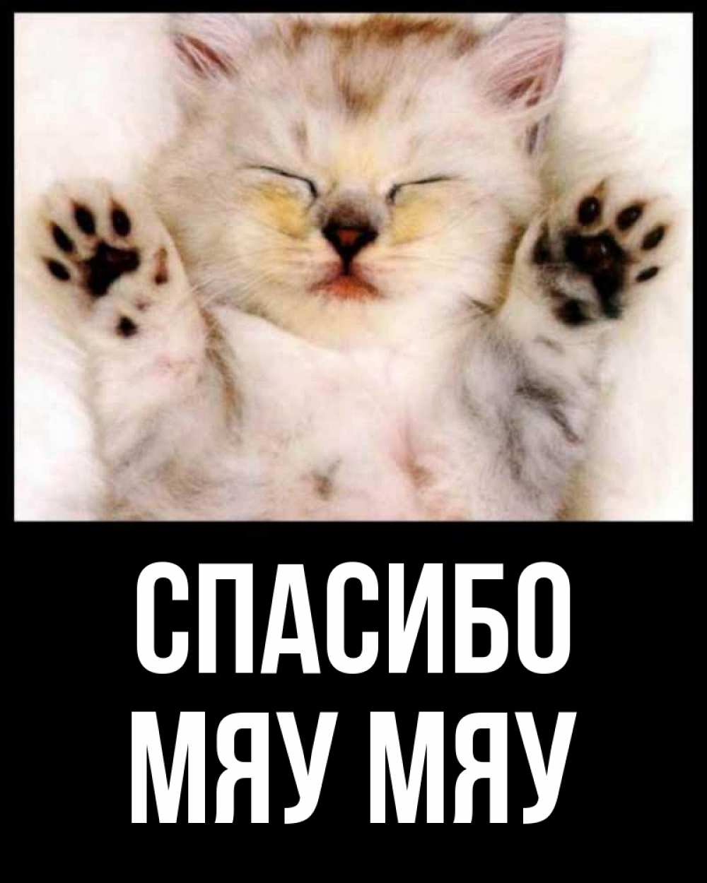 Открытка на каждый день с именем, Мяу-мяу Спасибо маленький котенок Прикольная открытка с пожеланием онлайн скачать бесплатно 