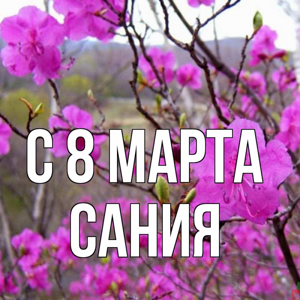 Открытка на каждый день с именем, Сания С 8 МАРТА международный женский день Прикольная открытка с пожеланием онлайн скачать бесплатно 