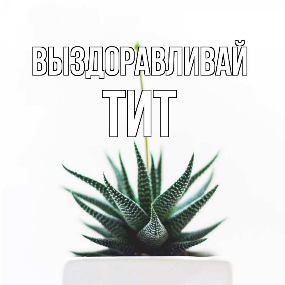 Открытка на каждый день с именем, Тит Выздоравливай короче это непонятная колючка Прикольная открытка с пожеланием онлайн скачать бесплатно 